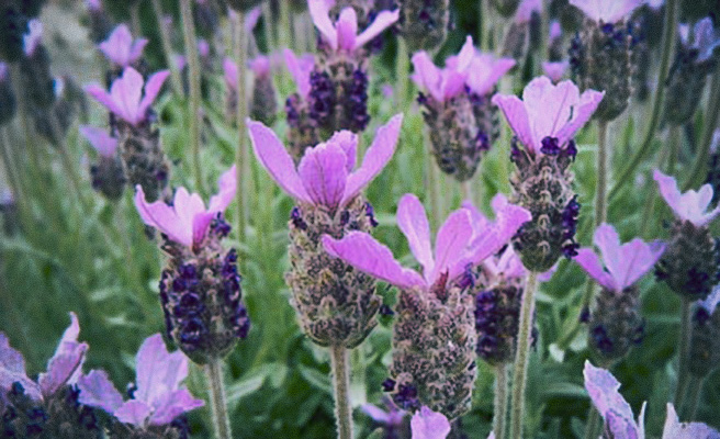 3127 Lavandula stoechas